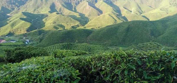 Das Panorama Der Teeplantagenlandschaft Den Cameron Highlands Malaysia — Stockfoto
