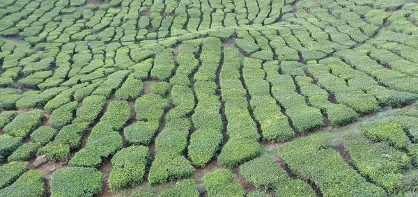 Panorama Plantacji Herbaty Cameron Highlands Malezja — Zdjęcie stockowe