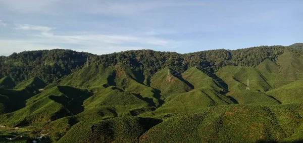 Panorama Del Paesaggio Delle Piantagioni Cameron Highlands Malesia — Foto Stock