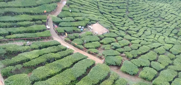 Panorama Plantacji Herbaty Cameron Highlands Malezja — Zdjęcie stockowe