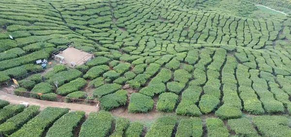 Panorama Tea Plantation Landscape Cameron Highlands Malaysia — Stock Photo, Image