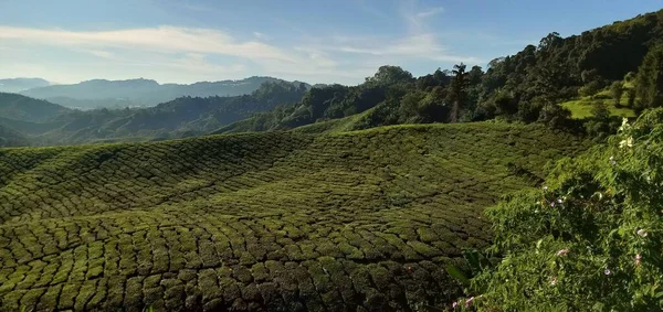 Panorama Plantacji Herbaty Cameron Highlands Malezja — Zdjęcie stockowe