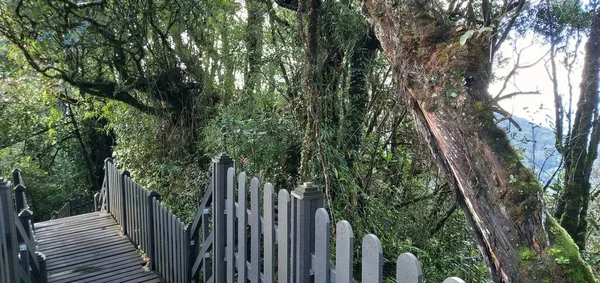 Widok Cameron Highlands Malezja — Zdjęcie stockowe