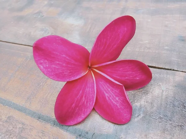 Close Flores Plumeria Vermelhas Fundo Madeira — Fotografia de Stock