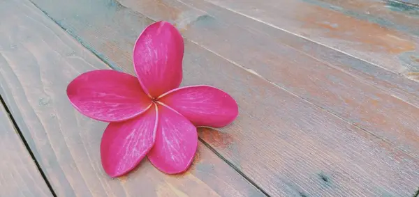 Close Flores Plumeria Vermelhas Fundo Madeira — Fotografia de Stock