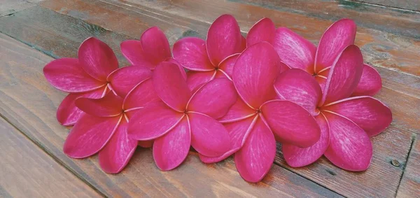 Gros Plan Fleurs Plumeria Rouge Sur Fond Bois — Photo