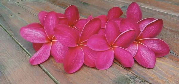 Gros Plan Fleurs Plumeria Rouge Sur Fond Bois — Photo