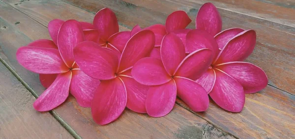 Gros Plan Fleurs Plumeria Rouge Sur Fond Bois — Photo