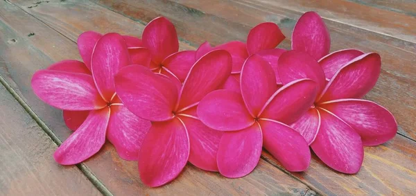 Close Flores Plumeria Vermelhas Fundo Madeira — Fotografia de Stock