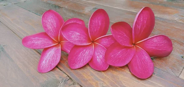 Close Flores Plumeria Vermelhas Fundo Madeira — Fotografia de Stock