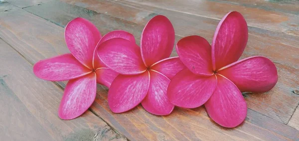 Close Flores Plumeria Vermelhas Fundo Madeira — Fotografia de Stock