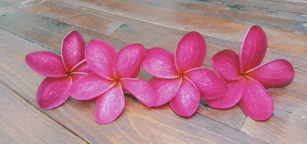 Gros Plan Fleurs Plumeria Rouge Sur Fond Bois — Photo