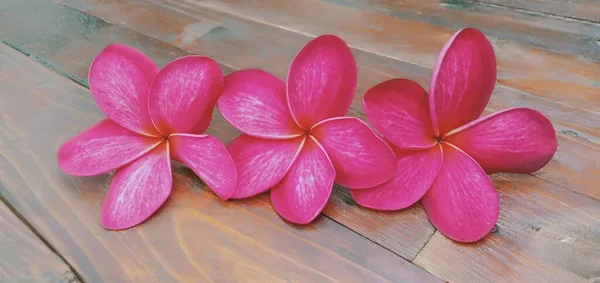 Gros Plan Fleurs Plumeria Rouge Sur Fond Bois — Photo