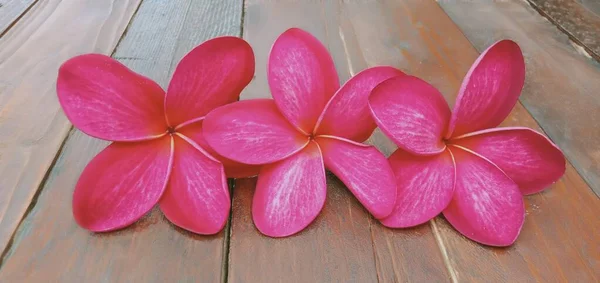 Gros Plan Fleurs Plumeria Rouge Sur Fond Bois — Photo