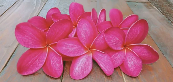 Gros Plan Fleurs Plumeria Rouge Sur Fond Bois — Photo