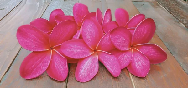 Gros Plan Fleurs Plumeria Rouge Sur Fond Bois — Photo