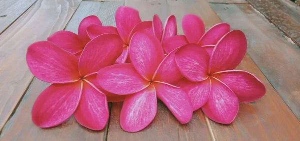 Gros Plan Fleurs Plumeria Rouge Sur Fond Bois — Photo