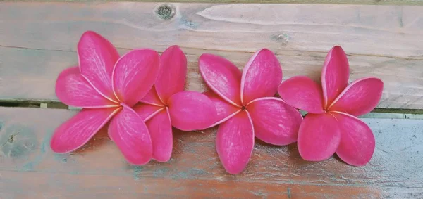 Gros Plan Fleurs Plumeria Rouge Sur Fond Bois — Photo