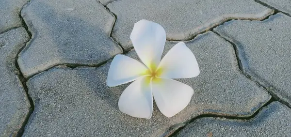 Fleur Plumeria Blanche Sur Les Briques — Photo