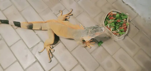 Uma Iguana Está Comendo Vegetais — Fotografia de Stock