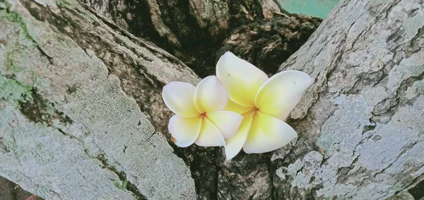 木の背景に白いフランジパニの花を閉じて — ストック写真