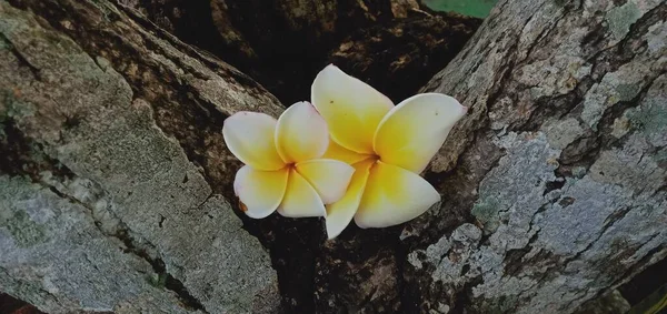 Ahşap Arka Planda Beyaz Frangipani Çiçeklerini Kapat — Stok fotoğraf