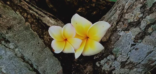 Close Flores Brancas Frangipani Sobre Fundo Madeira — Fotografia de Stock