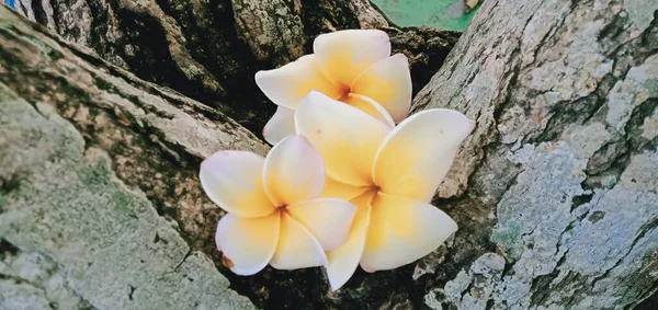 Primo Piano Fiori Frangipani Bianchi Sullo Sfondo Legno — Foto Stock