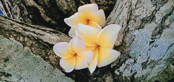 Close Flores Brancas Frangipani Sobre Fundo Madeira — Fotografia de Stock