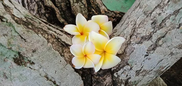 Gros Plan Fleurs Blanches Frangipani Sur Fond Bois — Photo