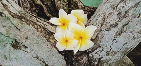 Primo Piano Fiori Frangipani Bianchi Sullo Sfondo Legno — Foto Stock