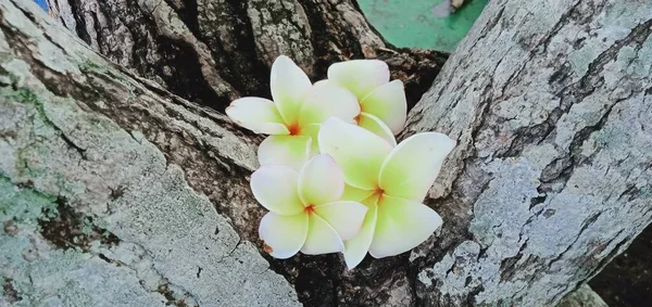 Close Flores Brancas Frangipani Sobre Fundo Madeira — Fotografia de Stock