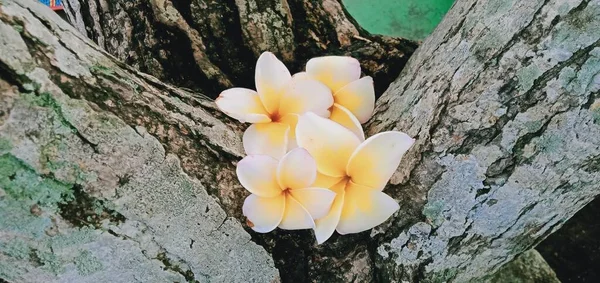 Zbliżenie Białych Kwiatów Frangipani Drewnianym Tle — Zdjęcie stockowe