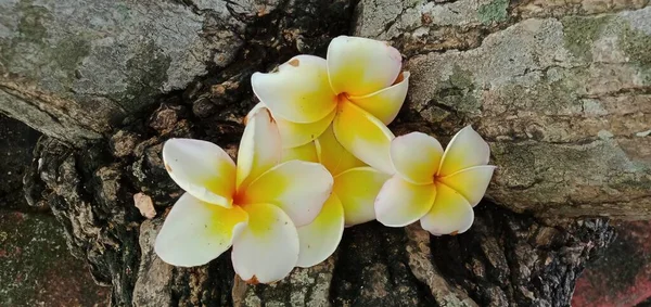 Primer Plano Flores Frangipani Blanco Sobre Fondo Madera —  Fotos de Stock