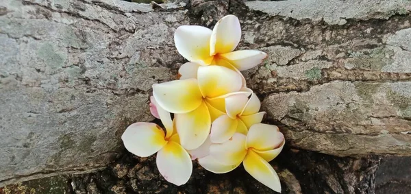 Primer Plano Flores Frangipani Blanco Sobre Fondo Madera — Foto de Stock