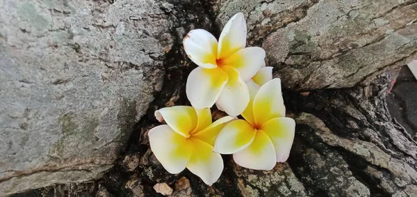 Primo Piano Fiori Frangipani Bianchi Sullo Sfondo Legno — Foto Stock