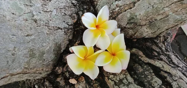 Close Από Λευκά Λουλούδια Frangipani Στο Ξύλινο Φόντο — Φωτογραφία Αρχείου