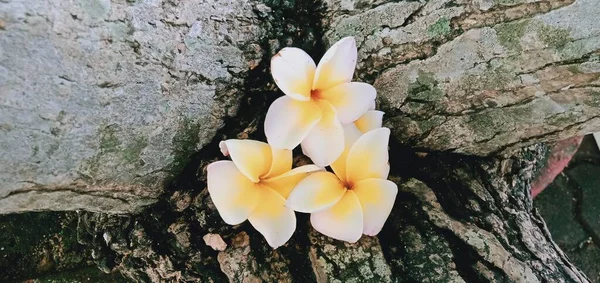 Gros Plan Fleurs Blanches Frangipani Sur Fond Bois — Photo