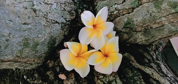 Gros Plan Fleurs Blanches Frangipani Sur Fond Bois — Photo