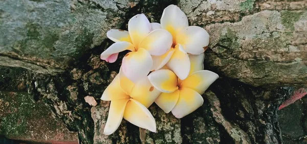 Primer Plano Flores Frangipani Blanco Sobre Fondo Madera —  Fotos de Stock