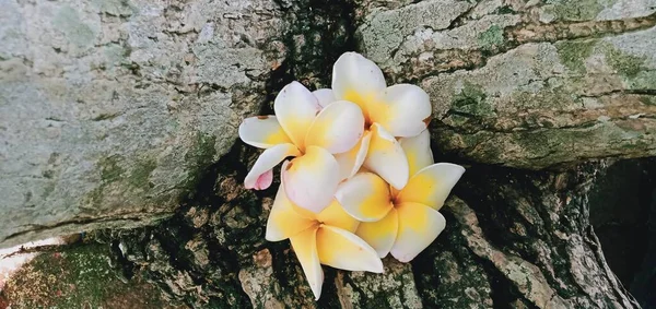 Gros Plan Fleurs Blanches Frangipani Sur Fond Bois — Photo