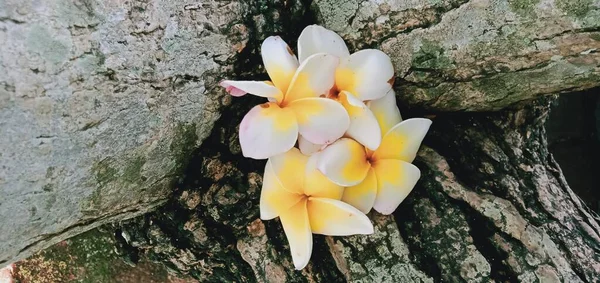 Gros Plan Fleurs Blanches Frangipani Sur Fond Bois — Photo