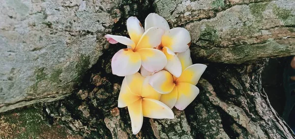 Primer Plano Flores Frangipani Blanco Sobre Fondo Madera —  Fotos de Stock