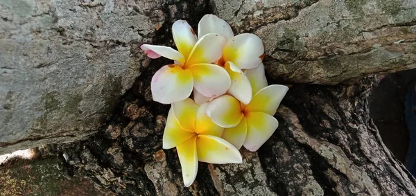 Gros Plan Fleurs Blanches Frangipani Sur Fond Bois — Photo