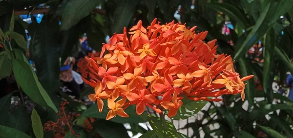 Primer Plano Flores Rojas Ixora — Foto de Stock