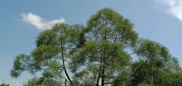 Mavi Gökyüzünün Üzerindeki Yeşil Yaprakları Kapat — Stok fotoğraf