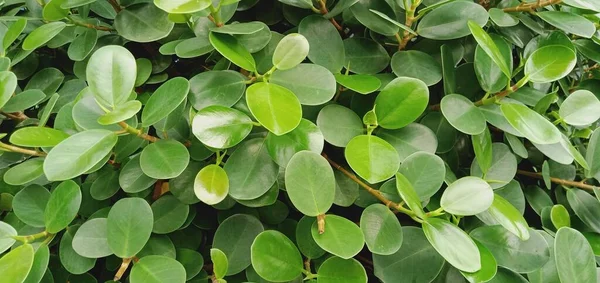 Primer Plano Las Hojas Verdes — Foto de Stock