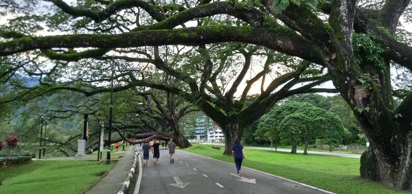 Morgon Utsikt Över Taiping Lake Garden Perak Malaysia — Stockfoto