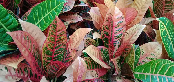 Colorful Leaf Texture — Stok Foto