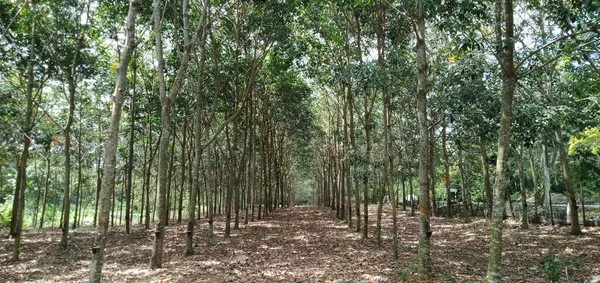 Tampilan Penanaman Karet Malaysia — Stok Foto